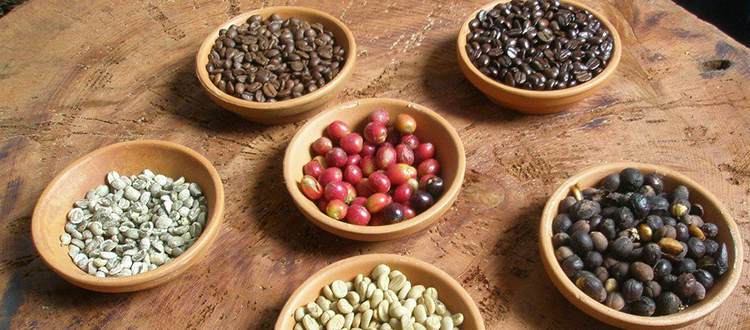 Distinguishing coffee beans, general knowledge about coffee