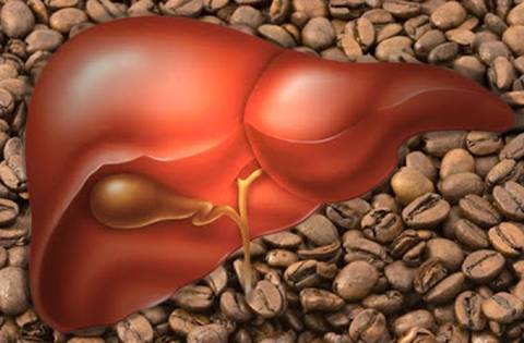 COFFEE HELP PROTECTS COFFEE FROM ALCOHOL'S HAZARDS
