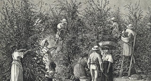 Development history of coffee