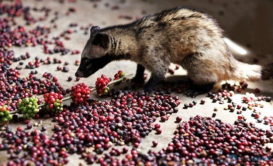 Quy trình sản xuất cafe chồn truyền thống sẽ giúp bạn hiểu vì sao nó lại đắt nhất thế giới